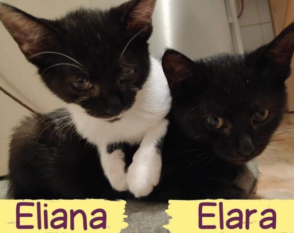 ELIANA&ELARA – ca. 7 Monate