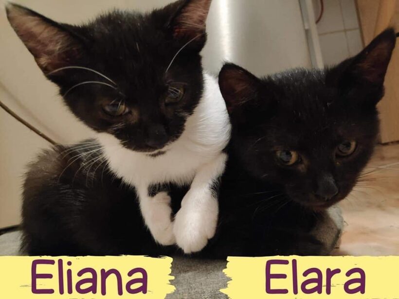 ELIANA&ELARA – ca. 7 Monate
