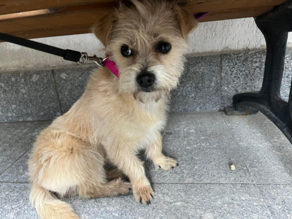 ORTWIN ca. 2 Jahre Ein Herz für Streuner