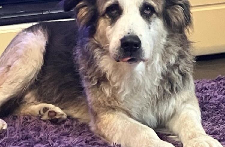 HAMLET – ca. 12 Jahre