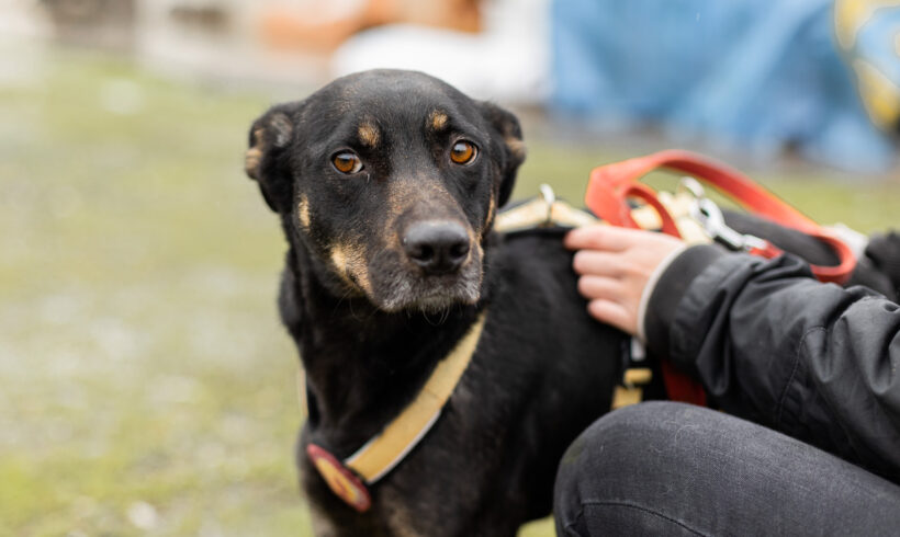 JEMMA – ca. 4 Jahre