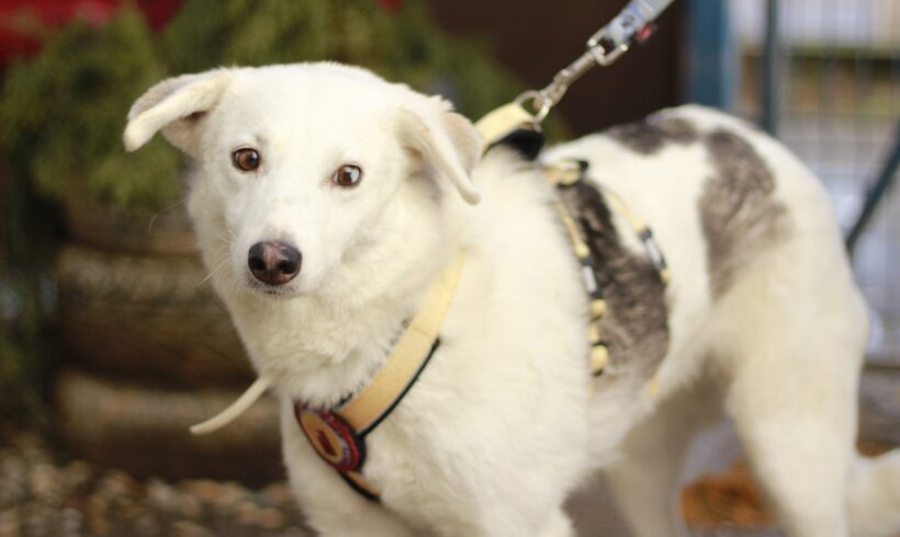 SNOWFLAKE – ca. 2 Jahre