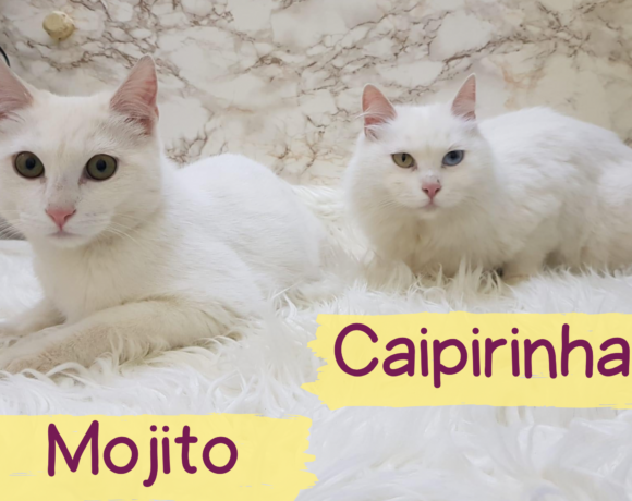 MOJITO&CAIPIRINHA – ca. 1,5&3 Jahre