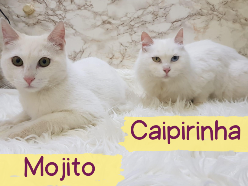 MOJITO&CAIPIRINHA – ca. 1,5&3 Jahre