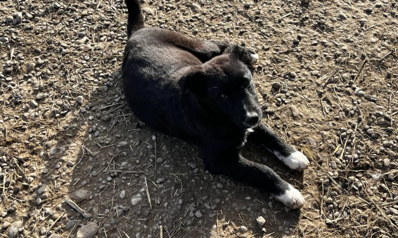 BILLI – ca. 9 Monate