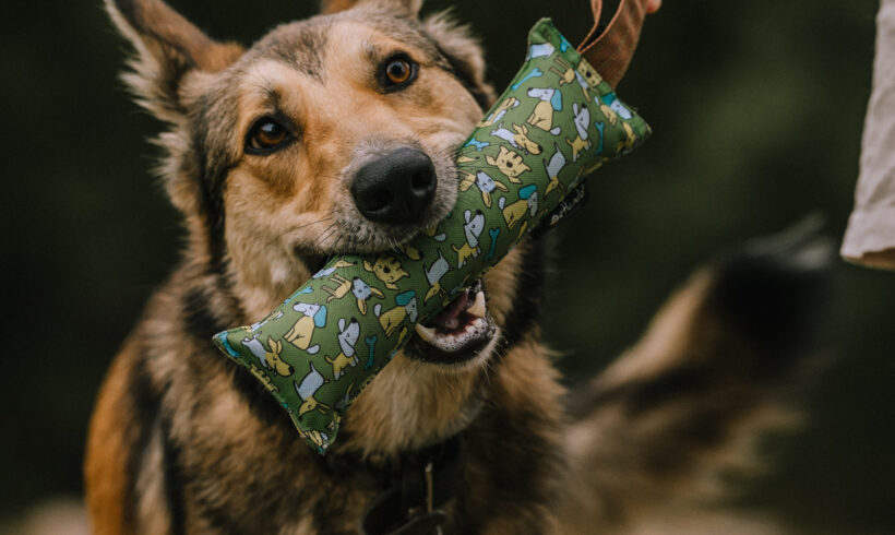 MAXIMO – ca. 3 Jahre