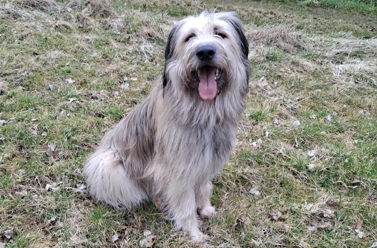 CAMILLO