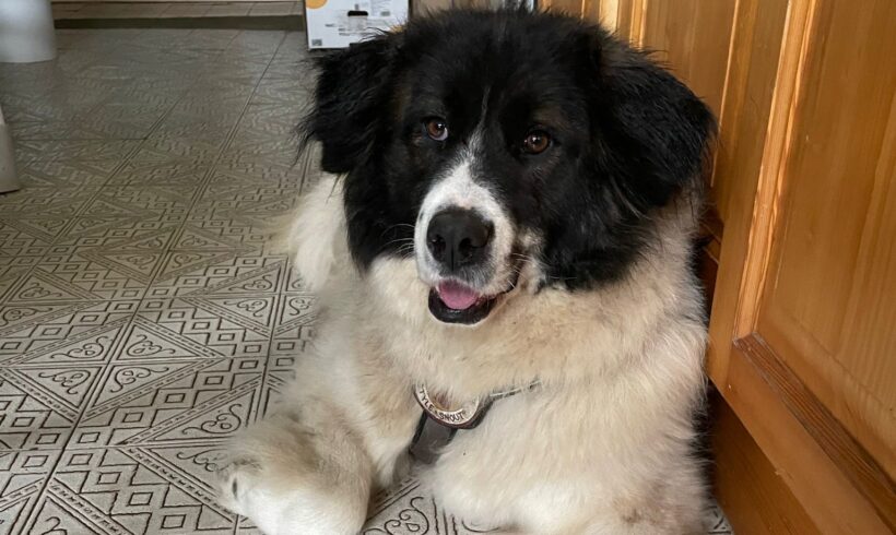 BEAUTY – ca. 4 Jahre