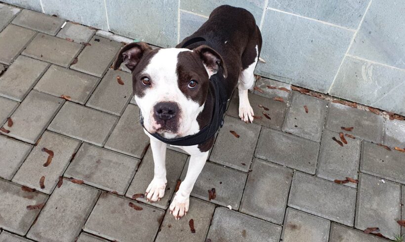 ADELE – ca. 3 Jahre