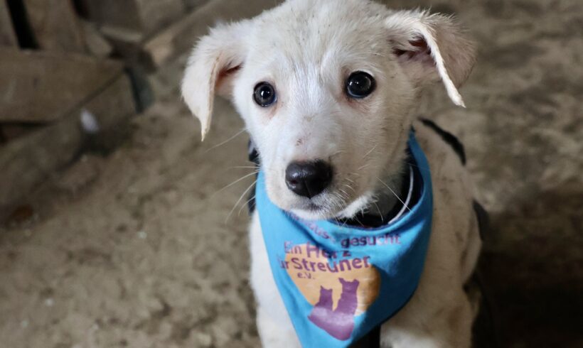 LEON – ca. 4 Monate