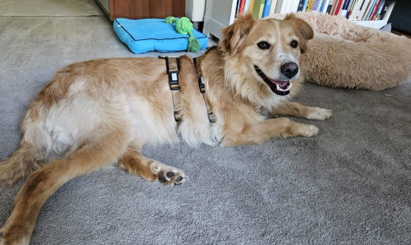 FRITZI – ca. 8 Jahre