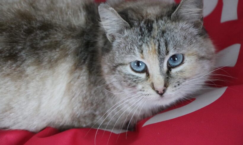 FLORA – FIV positiv – ca. 2 Jahre