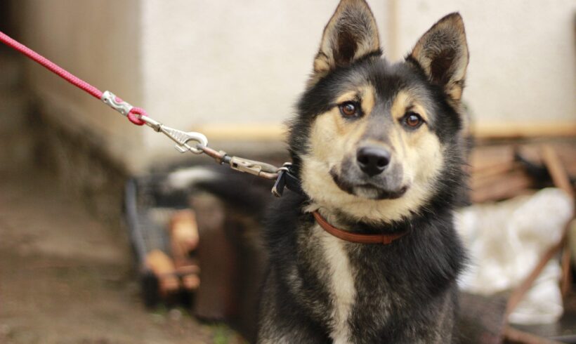 HERKULES – ca. 1,5-2 Jahre