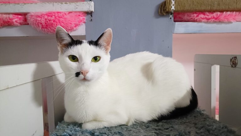 342038168_247946840958910_4349706353466533482_n