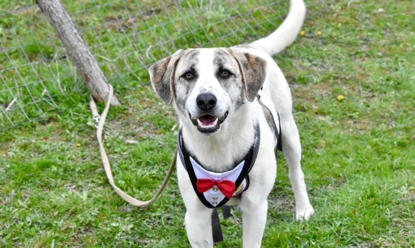 MAKS – ca. 1,5-2 Jahre