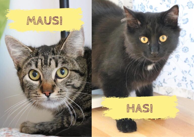 Hasi&Mausi