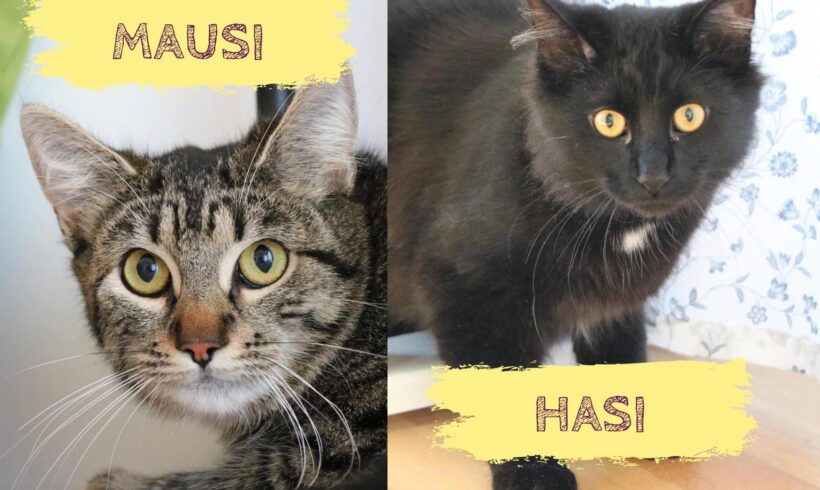 MAUSI UND HASI – ca. 9 Monate