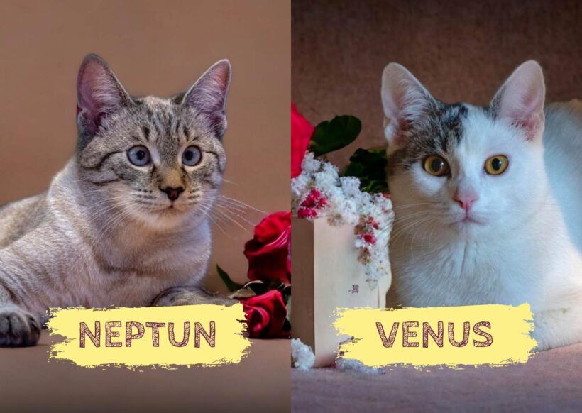 NEPTUN & VENUS – ca. 1 Jahr