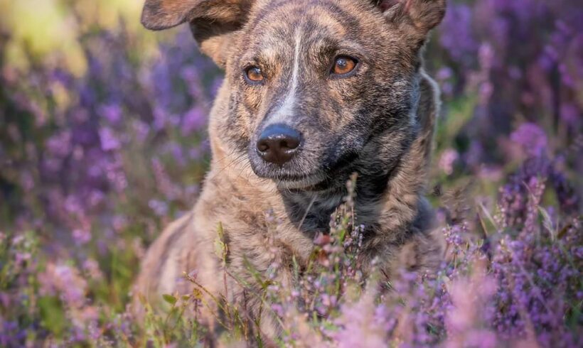 KONO – ca. 2 Jahre