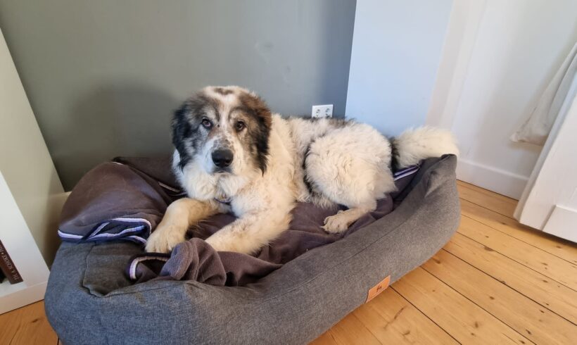 BOB – ca. 8 – 9 Jahre