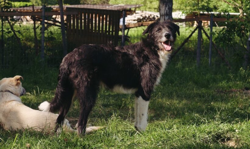 THIAGO – ca. 1,5 Jahre