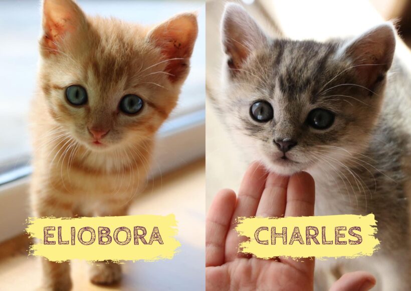 ELIOBORA UND CHARLES – ca. 1,5 Monate