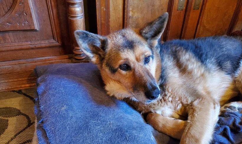 LENCHEN – ca. 11 Jahre