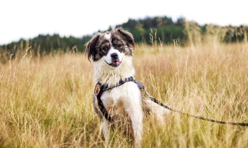 RUNCU – ca. 2,5 Jahre