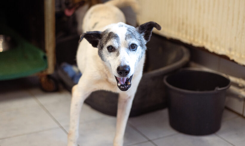 LOIS – ca. 9 – 11 Jahre