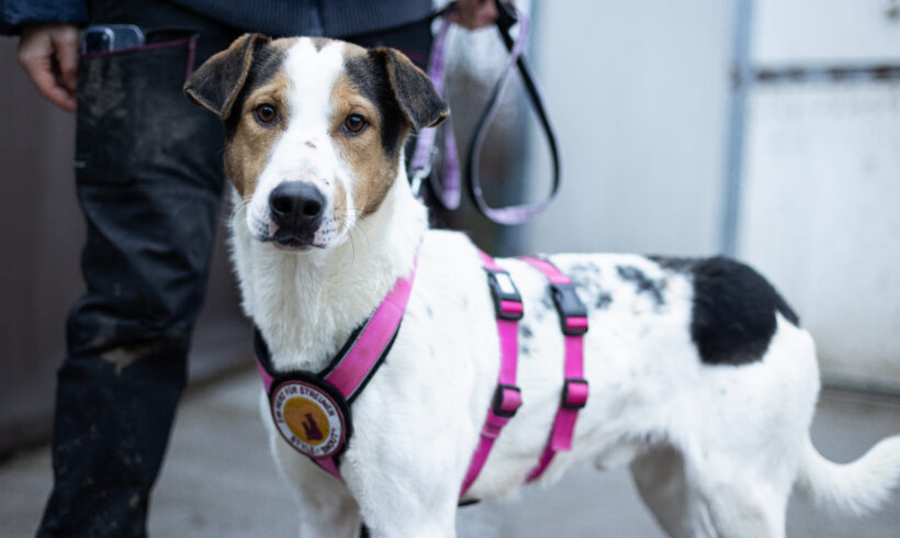 MESSIAH – ca. 6 Jahre