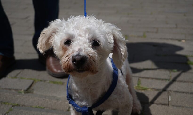 TOTO – ca. 9 – 10 Jahre