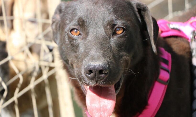 FERDINAND – ca. 1,5 Jahre