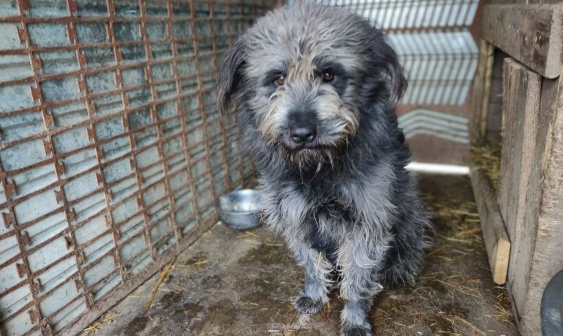 GANDALF – ca. 3 Jahre