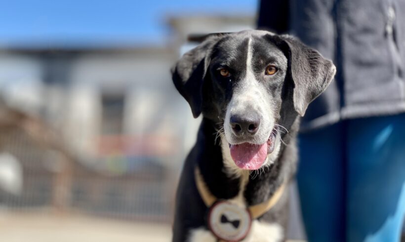 KALEVI – ca. 2 Jahre