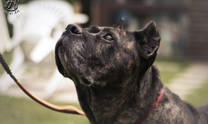 GRETA GARBO – ca. 7 Jahre