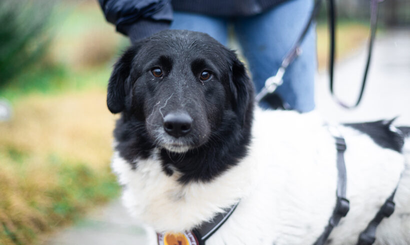 SPROTTE – ca. 2,5 Jahre