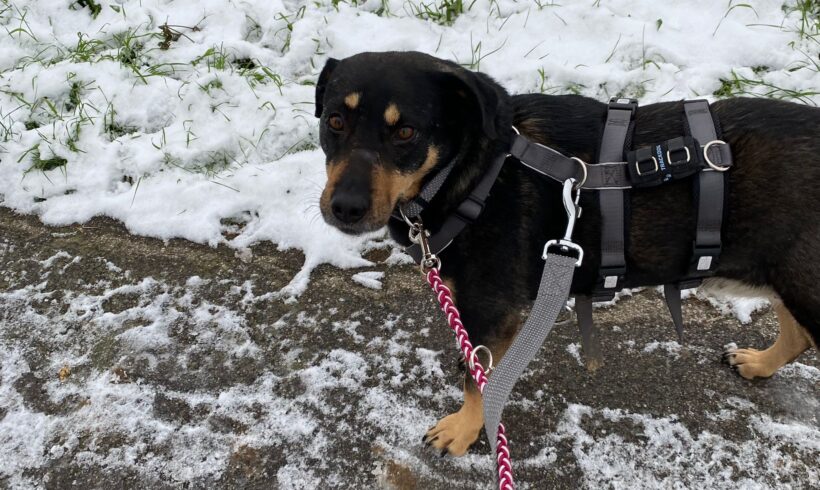 MAISHA – ca. 5 Jahre