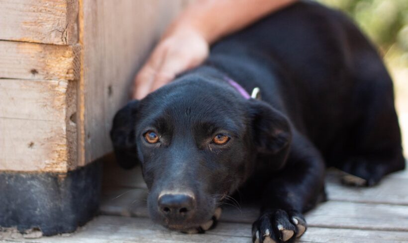 BLUME – ca. 7 Monate