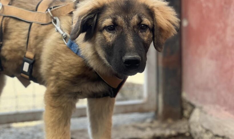 ILSE – ca. 6 Monate