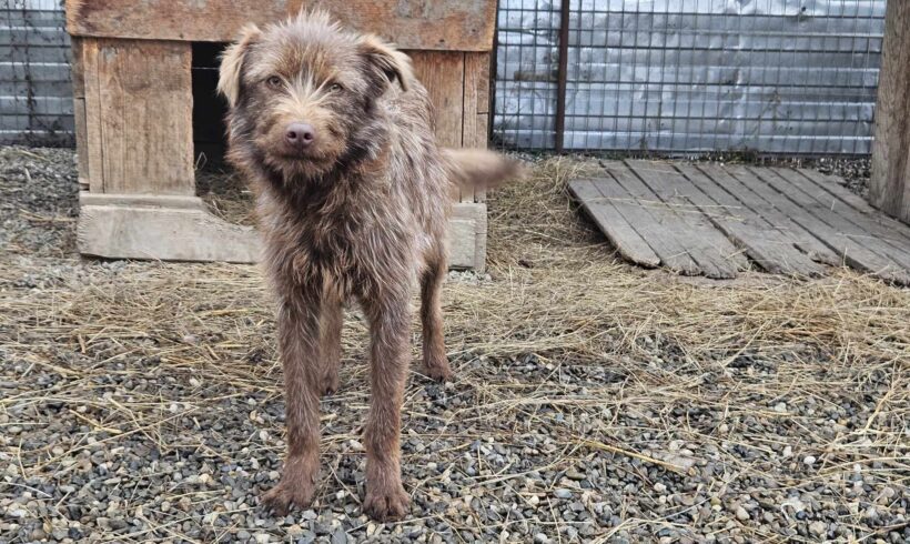 MEGHAN – ca. 11 Monate