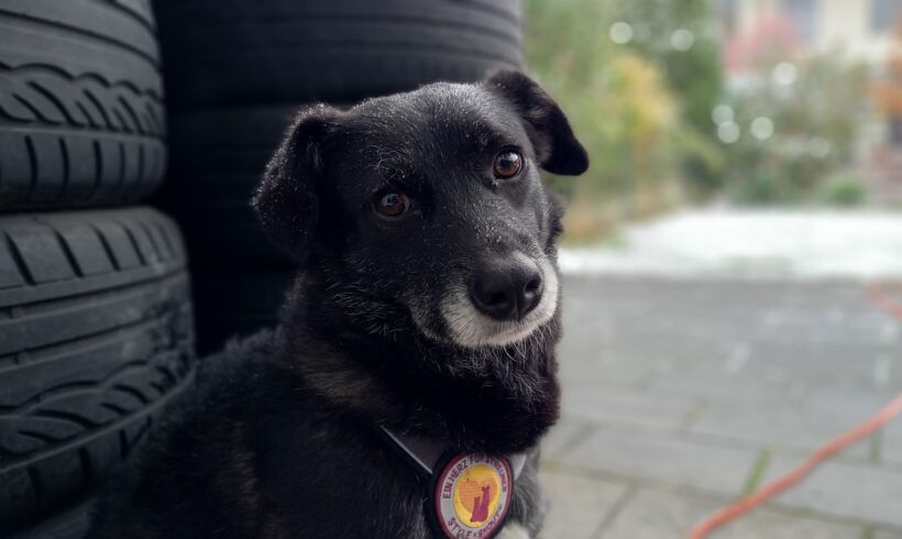 SWEET PEA – ca. 2 Jahre