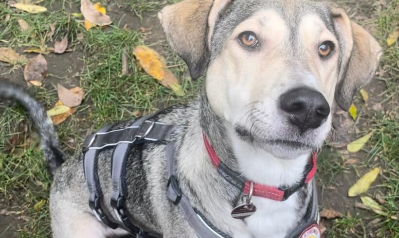 MOLINA – ca. 1,5 Jahre