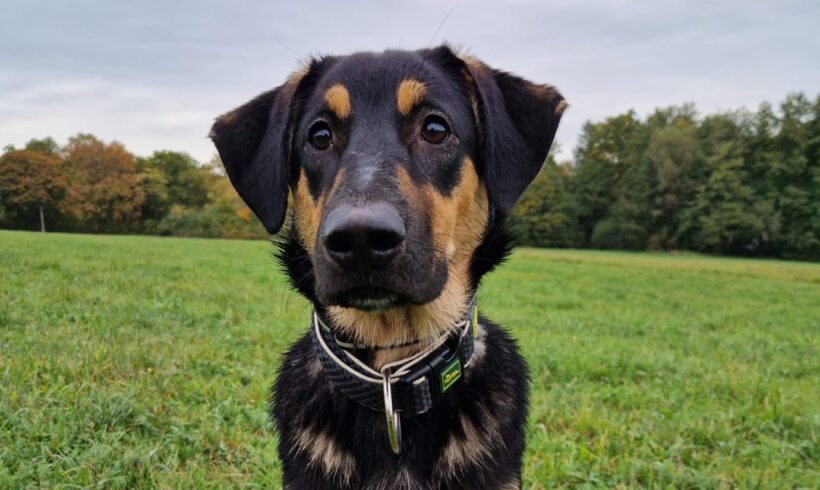 MAILA – ca. 9 Monate