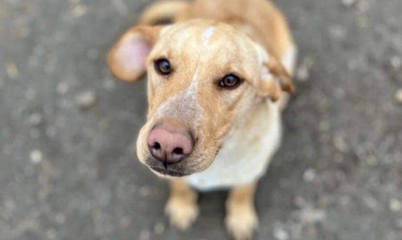 ZILLI – ca. 2,5 Jahre