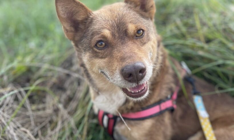 FLINN – ca. 2 Jahre