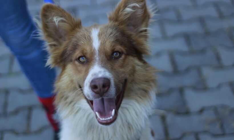 KARLSON – ca. 2 Jahre