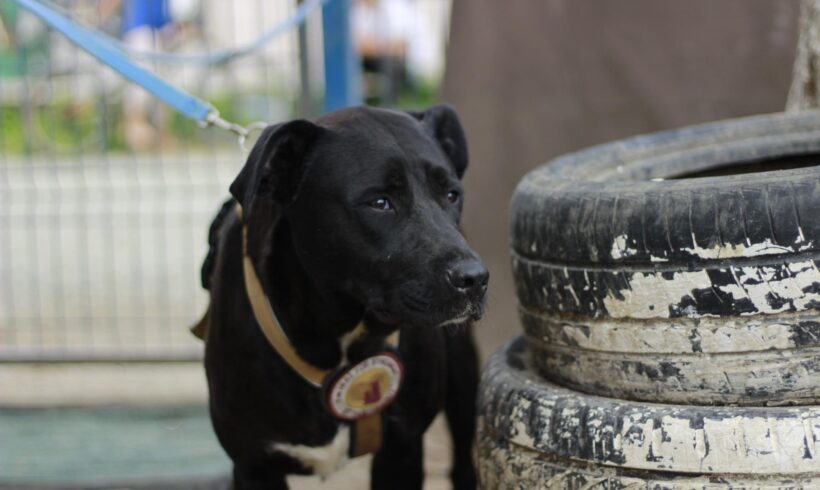 ACASA – ca. 2 – 3 Jahre