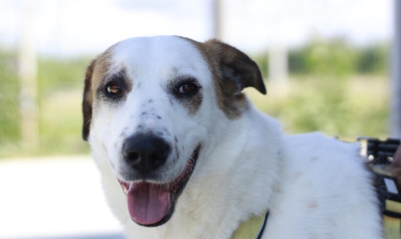 LEEVKE – ca. 5 Jahre