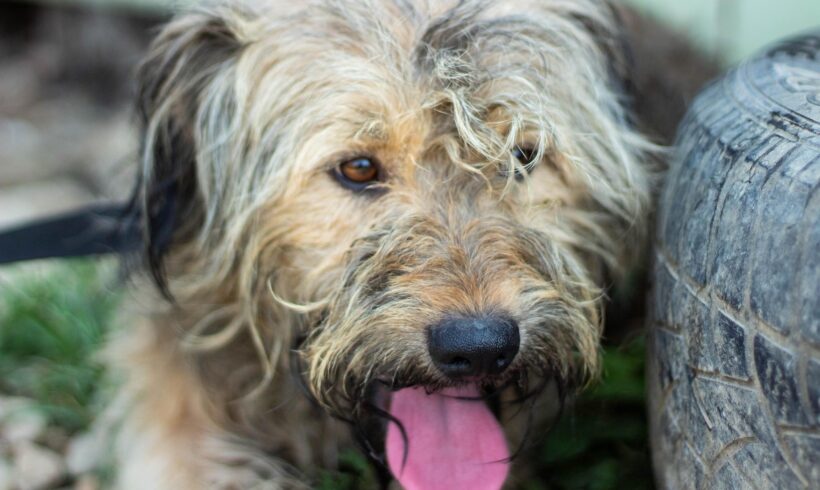 PEPITO – ca. 11 Monate