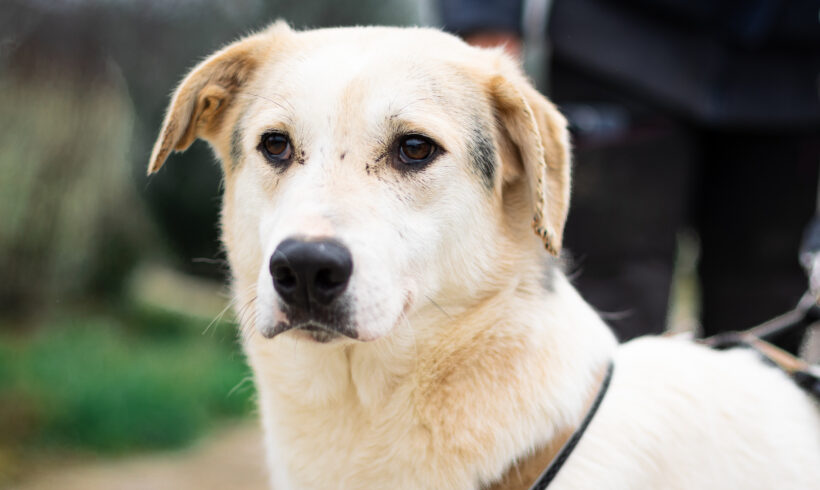 SHADOW – ca. 2,5 Jahre